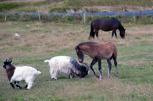 cheval - gegenüber photos et images de collection