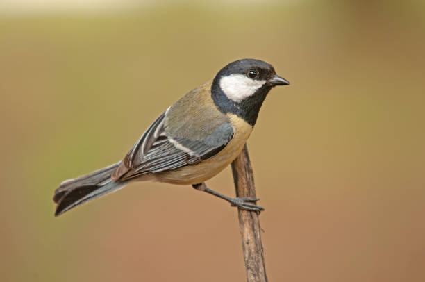 istock Great Tit (Parus major) on a tree branch. Small, colourful, cute, songbird. Blurred natural background. 1855806647