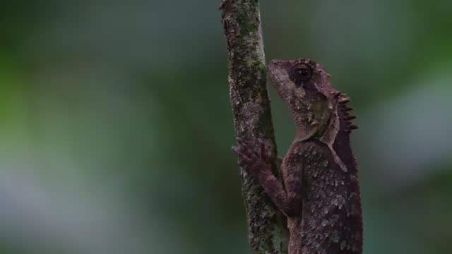 Tree moving with the wind as this Lizard is also breathing as seen deep in the dark of the forest, Scale-bellied Tree Lizard Acanthosaura lepidogaster, Thailand