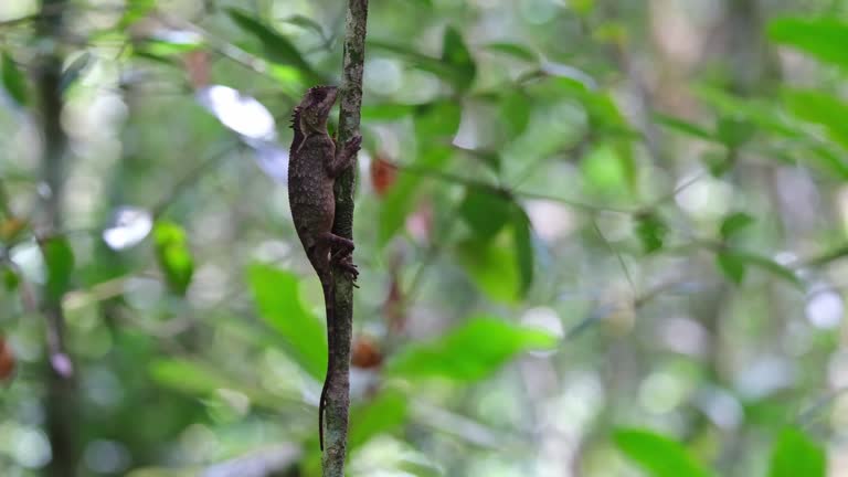 Motionless sticking on this small growing tree in the forest, Scale-bellied Tree Lizard Acanthosaura lepidogaster, Thailand