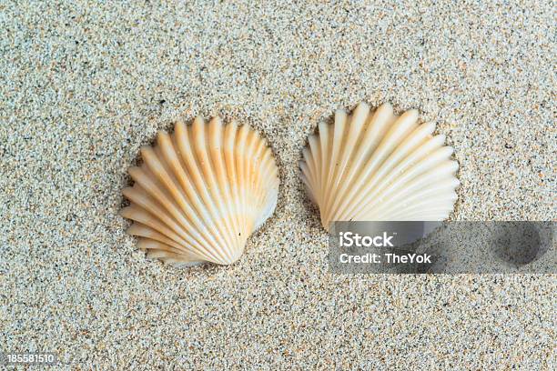 Foto de Conchas Do Mar Com Areia Como Plano De Fundo e mais fotos de stock de Areia - Areia, Bivalve, Branco