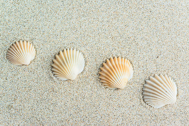 sea shells with sand as background sea shells with sand as background shell starfish orange sea stock pictures, royalty-free photos & images