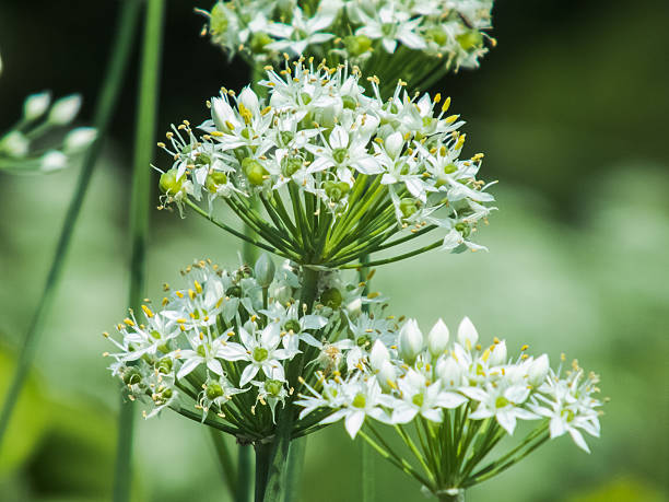 istock nature green chinese chive flowers 185581571