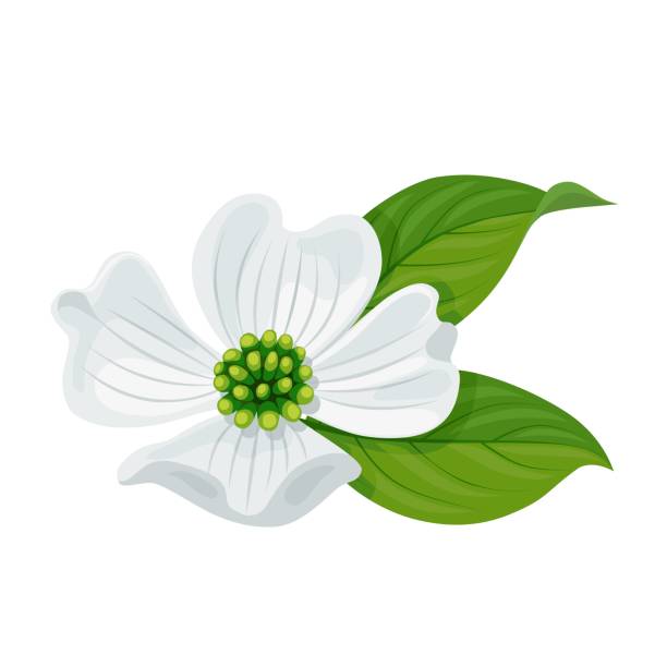 Cornus florida or flowering dogwood Vector illustration, Cornus florida or flowering dogwood, isolated on white background. pink flowering dogwood stock illustrations
