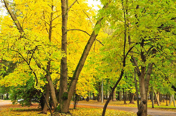 istock Golden fall colors in the woods 185581752