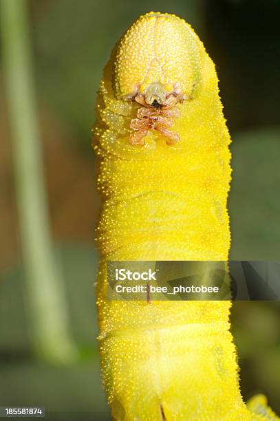 Feijão Insetos - Fotografias de stock e mais imagens de Agricultura - Agricultura, Amarelo, Animal