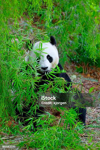 Photo libre de droit de Panda Géant banque d'images et plus d'images libres de droit de Arbre - Arbre, Asie, De grande taille