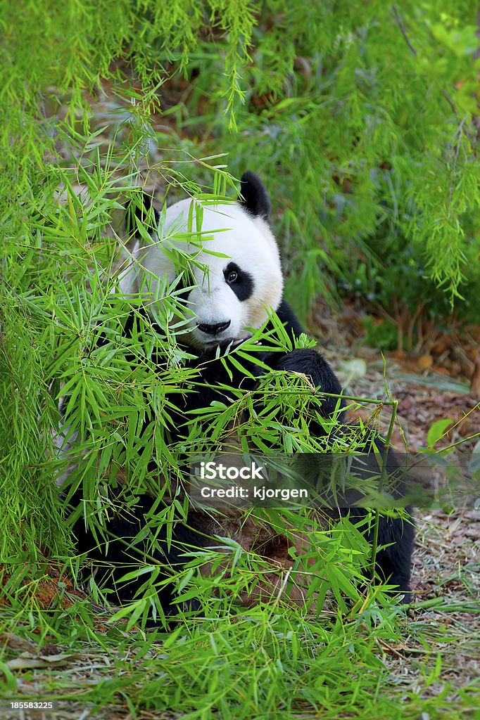 Panda-gigante - Royalty-free Animal Foto de stock