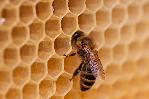 Working bee stock photo