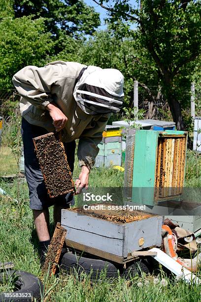 養蜂家動作 - オーガニックのストックフォトや画像を多数ご用意 - オーガニック, ハナバチ, ミツバチ