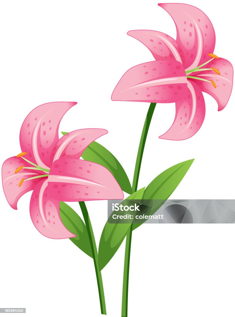 Orchid - arte vectorial de Orquídea libre de derechos