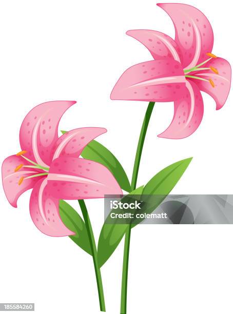 Ilustración de Orchid y más Vectores Libres de Derechos de Orquídea - Orquídea, Rosa - Color, Botánica