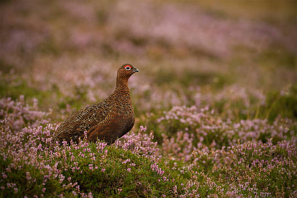 Grouse in Yorkshire Moorland – Foto