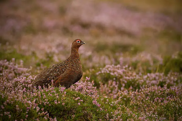 Grouse on Yorkshire Moorland surounded by purple heather blooms