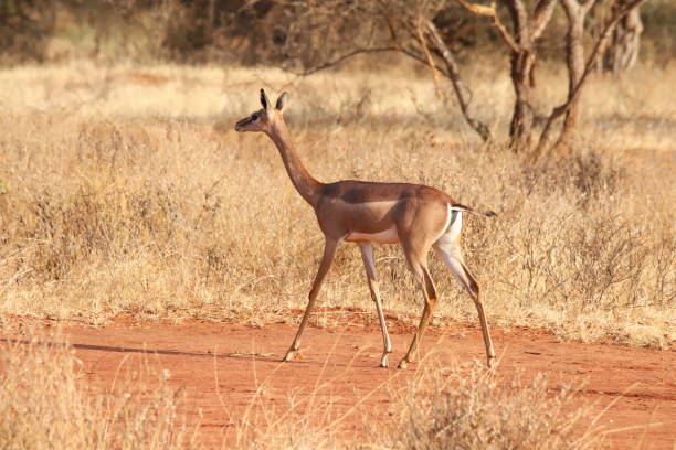 istock Animal in the wilderness 1855843926