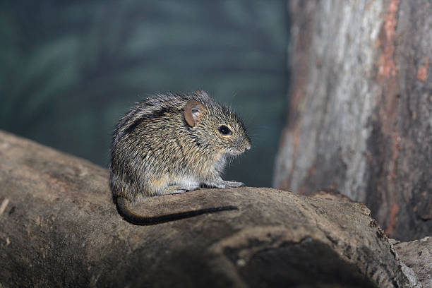 istock African striped mouse, Rhabdomys pumilio 185584416