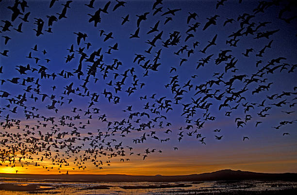istock Snow goose, Anser caerulescens 185584615