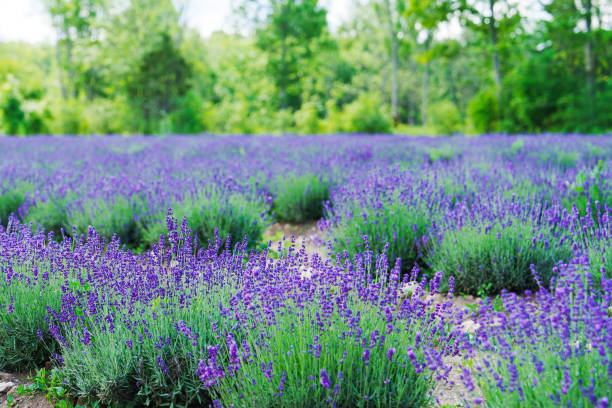 istock Vibrant Lavender Field Under the Clear Blue Sky on a Sunny Day 1855846618