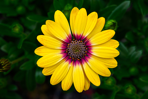 Cape Marguerites: Delicate yellow Blossom Flowers in Spring, Embracing the Beauty of African Daisies