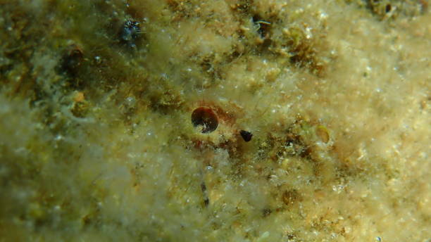 istock Worm snail or worm shell Vermetidae (precise identification is not possible) undersea 1855858480