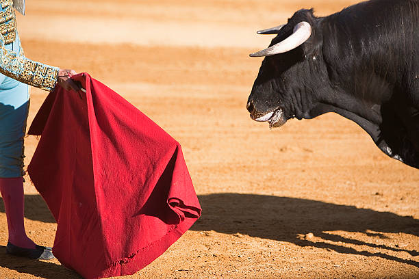 Matador waving a red cape at a bull in a bullfight in Spain stock photo