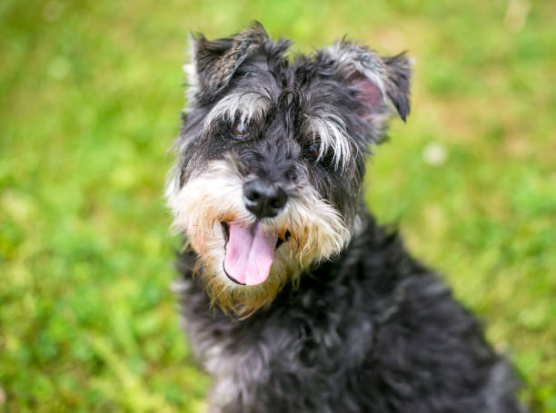 istock A Miniature Schnauzer dog panting 1855864663