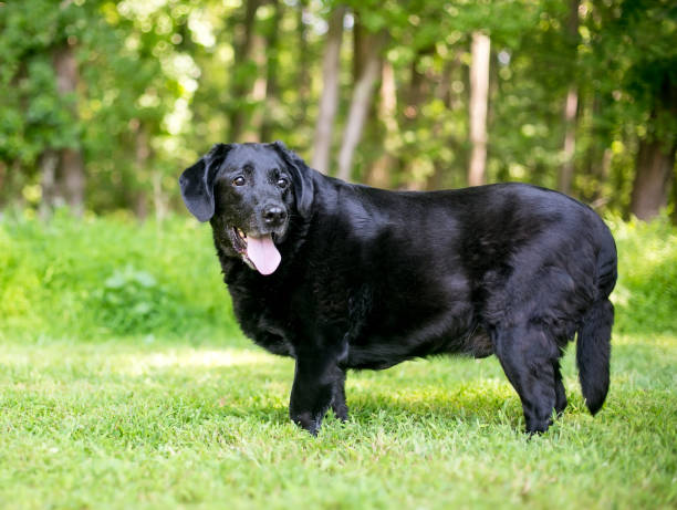 Um cão mestiço Labrador Retriever com excesso de peso Um cão mestiço Labrador Retriever com excesso de peso em pé ao ar livre, fotos de bancos de imagens, fotos e imagens livres de direitos autorais