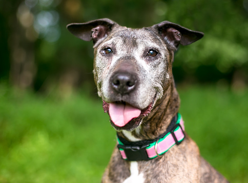 A senior Pit Bull Terrier mixed breed dog with a happy expression