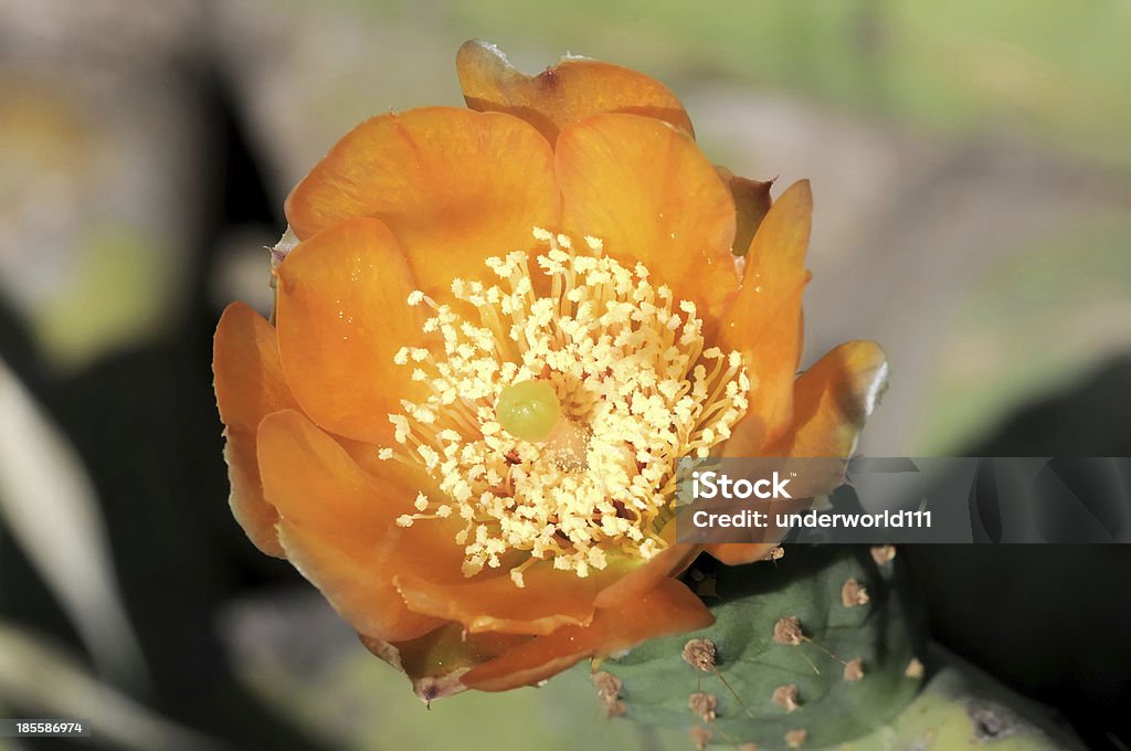 Fiore di Cactus - Foto stock royalty-free di Aculeo