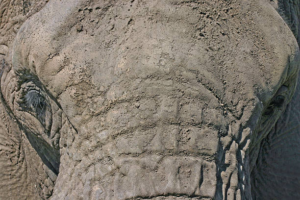 istock Close-up elephant face with tough textured skin and eyes staring 185587431