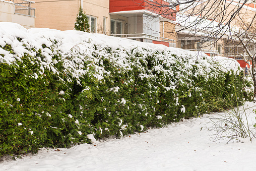 snow on green bushes and in the city and park during winter