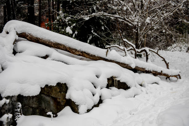 istock Snow and stone background landscape. Rocks under snow. Winter. 1855876058
