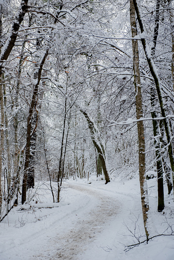 Beautiful winter landscape with pathway. winter forest.