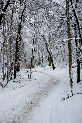 Beautiful winter landscape with pathway. winter forest.