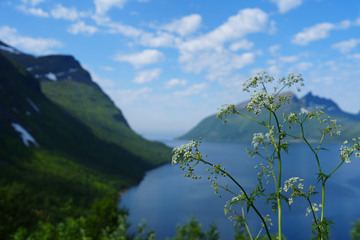 Beautiful classic Norwegian summer landscape in the month of July. mighty mountains meadows, sea. Beautiful classic summer view over the fjord.