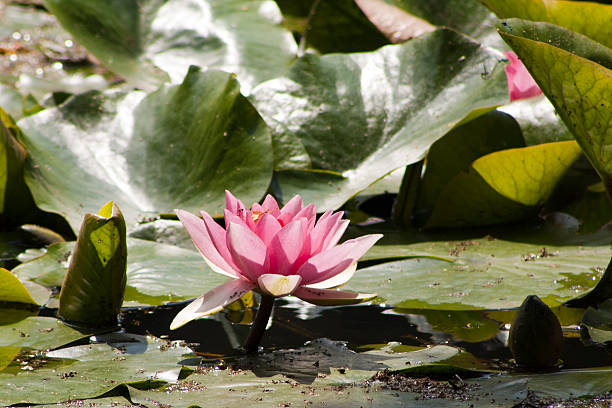 waterlily stock photo