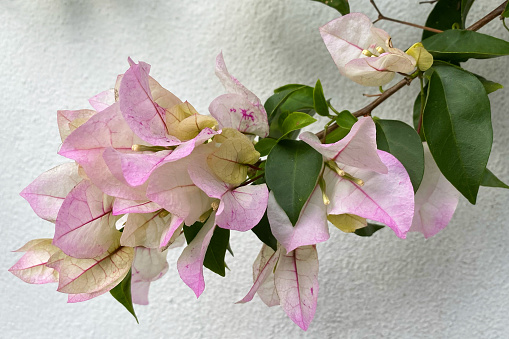 Pink bougainvillea flowers on a white wall background.