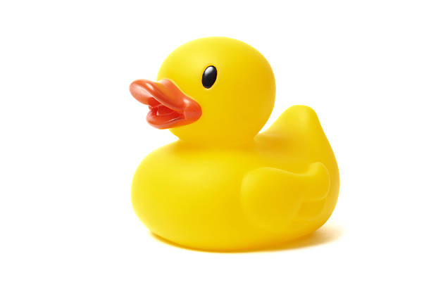 Yellow rubber duck for bath time Yellow rubber duck isolated on white background young bird photos stock pictures, royalty-free photos & images