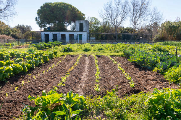 istock View of a vegetable patch where organically grown vegetables grow 1855916874