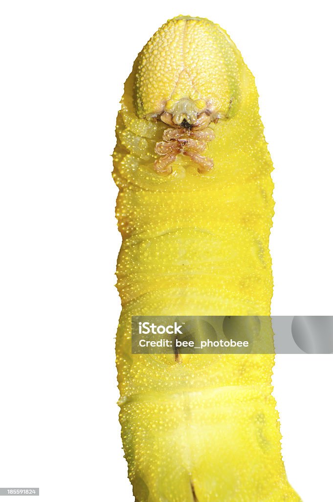 Fagiolo insetti - Foto stock royalty-free di Agricoltura