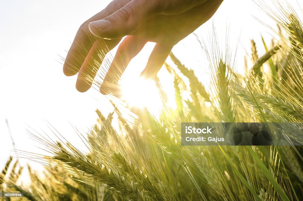 Mano sobre el campo de trigo - Foto de stock de Abundancia libre de derechos