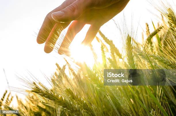 Mano Sobre El Campo De Trigo Foto de stock y más banco de imágenes de Abundancia - Abundancia, Protección, Prosperidad