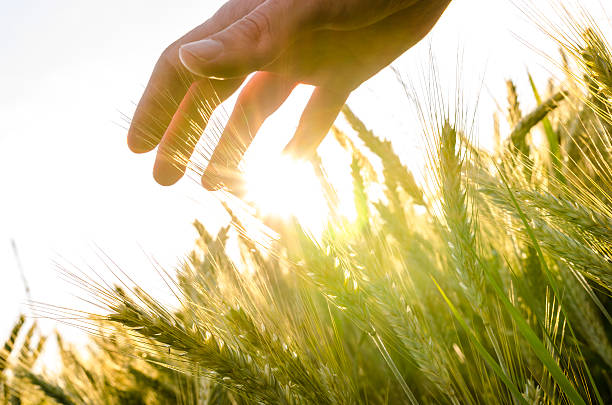 mão sobre campo de trigo - wheat freedom abundance human hand imagens e fotografias de stock