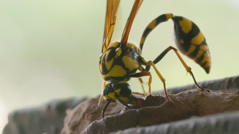 Extreme Closeup of a bright yellow black potter wasp female laying clay on nest and taking off