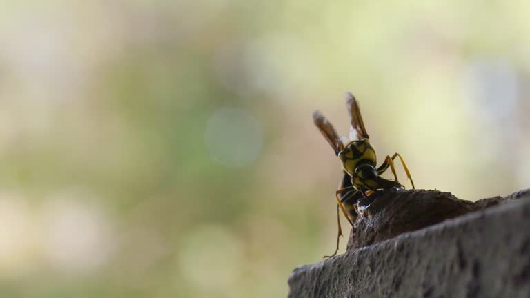 Female Yellow Black Mason Wasp sculpting the neck of the clay pot she uses for laying eggs