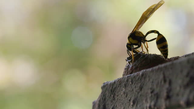 Potter wasp female carefully completes the top of her pot nest with great accuracy and design