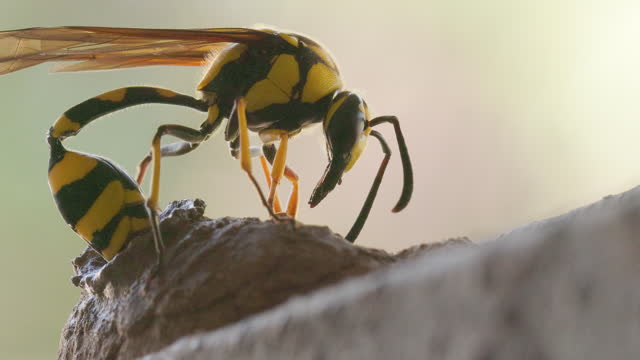 Extreme Closeup of a female Potter wasp laying egg in her clay nest inserting her abdomen
