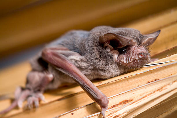 Brazilian free-tailed bat A Florida native despite its name, this is the Brazilian free-tailed bat (sp. Tadarida brasiliensis).. echolocation photos stock pictures, royalty-free photos & images