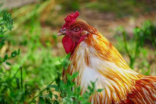 The Majestic Crimson-Feathered Rooster: A Captivating Portrait from the Farm. Beautiful red rooster on the farm. rooster portrait.