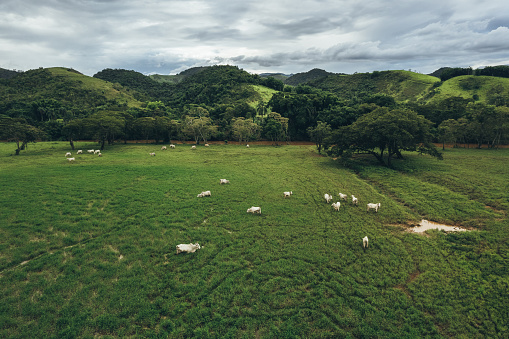 Cattle in flooded pasture in rainy season, Minas Gerais, Brazil